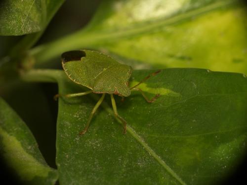 Palomena prasina
